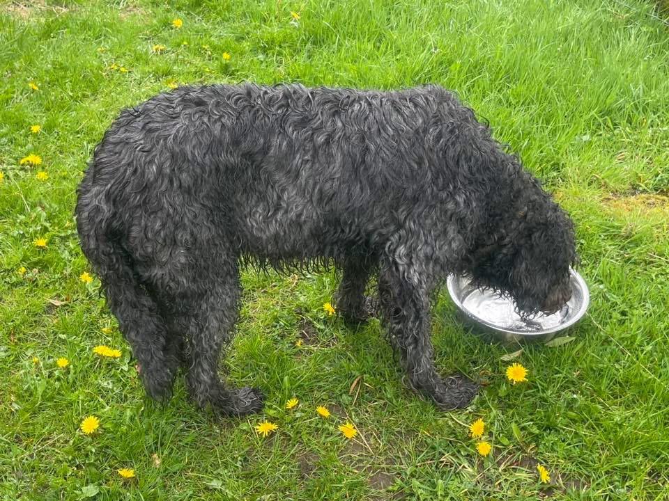 Melissa Reeves with a scruffy wet dog on Dartmoor