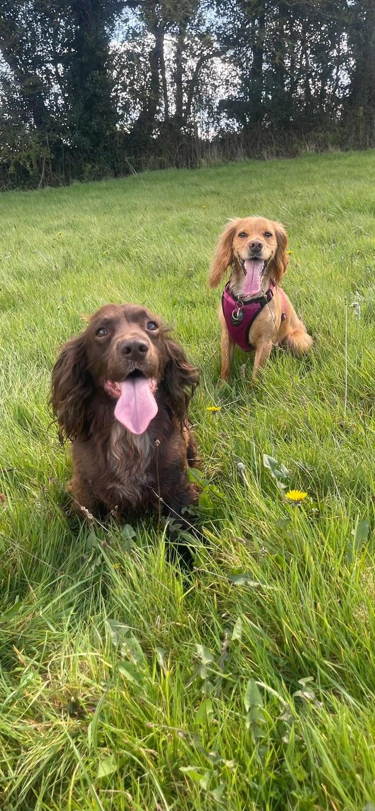 Two spaniels in long grass, looking pleased with themselves